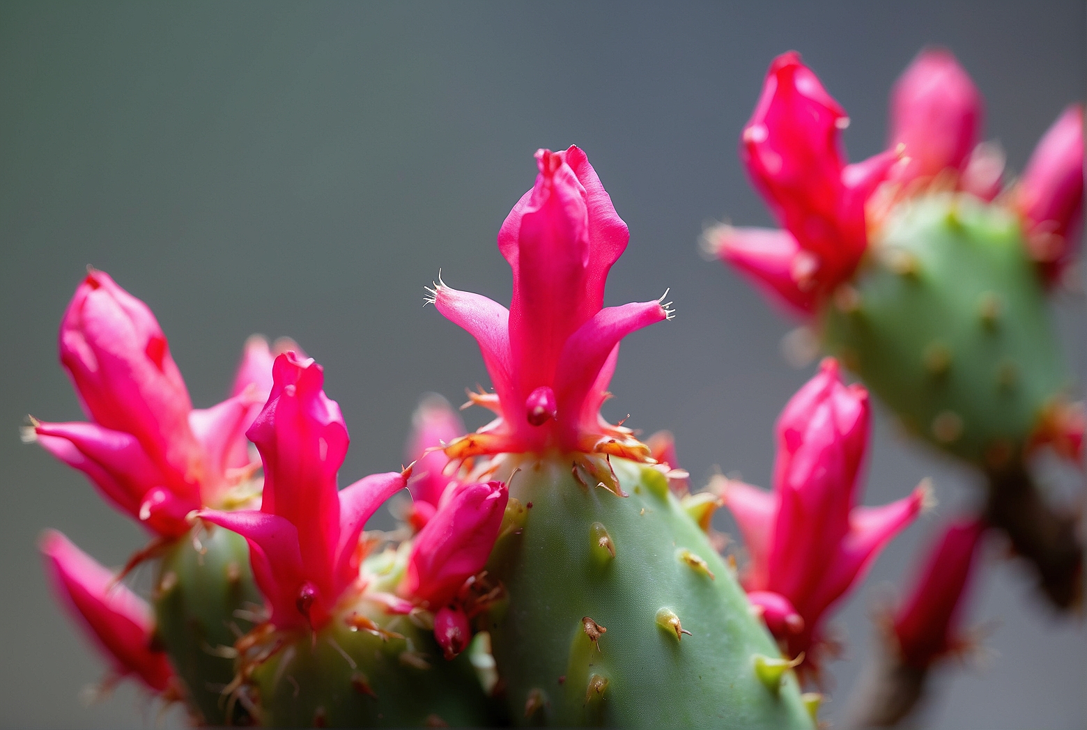 What do Christmas cactus buds look like?